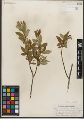 Foto von Salix serissima (L. H. Bailey) Fern.